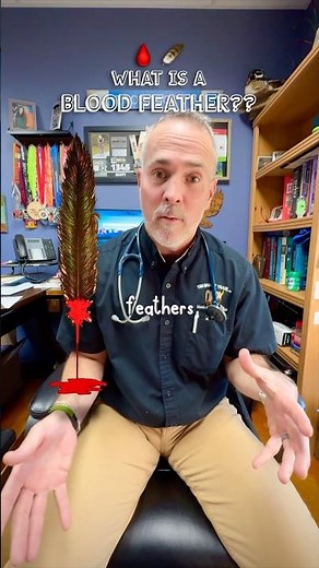 🪶What is a blood feather?