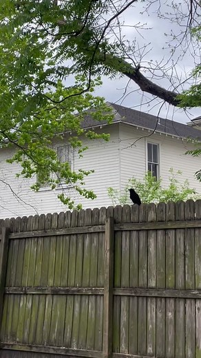 Why Do Mockingbirds Dive-Bomb Crows?