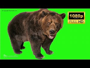 Grizzly Bear Green Screen Realistic Animation Free Chroma Key Video