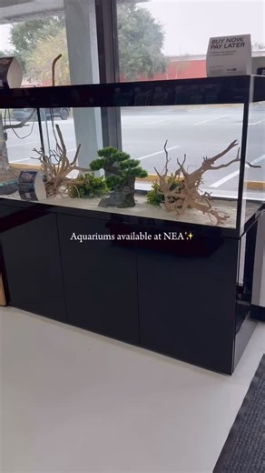Display tank dreams, anyone? Here’s a look at just a few of the beautiful tanks we have available for sale at NEA — from freshwater to saltwater setups, rimless tanks, nano tanks, and full showpieces. If you’ve been thinking about upgrading… this is your sign  #DisplayTanks #AquariumDisplay #fishtank | Natural Environment Aquatix | Facebook