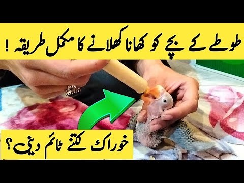 How to feed a baby Alexandrine Parrot II How to feed a baby Parrot II Parrot feeding diet & Care