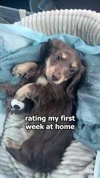 rating Fig's first week at home 🐶🏠