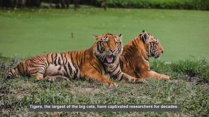 Top 10 Scientific Journals for Tiger Research