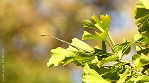 Ginkgo biloba or gingko, also known as the maidenhair tree, is the only living species in the division Ginkgophyta, all others being extinct. It is found in fossils dating back 270 million years.