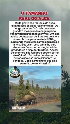 Alces: muito maiores do que parecem.