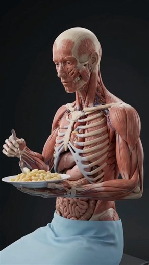 3D Human Anatomy. What Happens Inside Your Body When You Eat Macaroni? 🍝