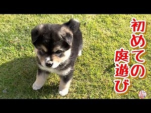 【子犬 保護犬】仔犬たちの初めての庭遊び