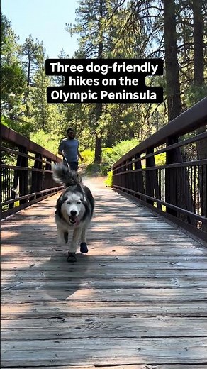 3 Dog Friendly Hikes You Can Do On The Olympic Peninsula
