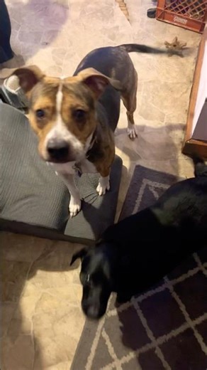 The chaos in this video is insane.