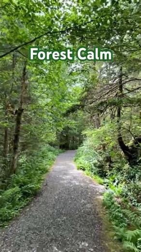 Forest Calm 🌲 | Peaceful Nature Walk for Relaxation & Inner Peace
