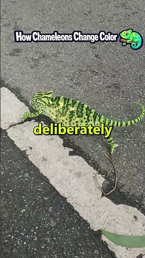 How Chameleons Change Color 🦎