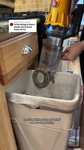 Removing Pet Dander: Carpet Cleaning Progress Update