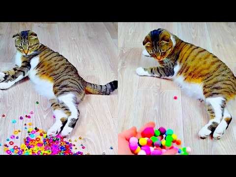 Satisfying Reverse Video ASMR 💥 Marble Run and More