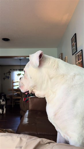POV: You break into my house at 2am Buster & Duke: OUR TIME HAS COME 🐕💥 #POV #DogSecurity #FAFO #dogsoftiktok #GuardDogEnergy