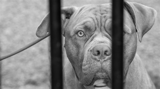 Blacklisted dog breeds: the rights, exemptions and punishments for owners of banned breeds