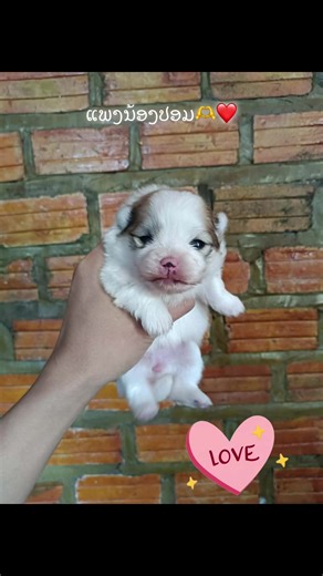 ຊັງແຮງ❤️🫶#ປອມມມມມ🥰 #ປອມເມີເລນ້ຽນ #ປອມເມີເລນ້ຽນ #lingling #linly