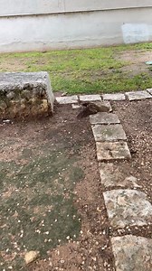 Cool bird alert!! Have you ever heard of a chuck-will's-widow? We hadn't until our Wildlife Officer shared this story with us! Officer Sadkin responded to a call of an injured bird who had hit a window. When she arrived, she found a chuck-will's-widow on the ground who flew away, appearing okay. Then it flew into another window. 😕 This time, Officer Sadkin was able to secure it and take it to our friends at Austin Wildlife Rescue. These unique-looking birds are the largest species of the noctur