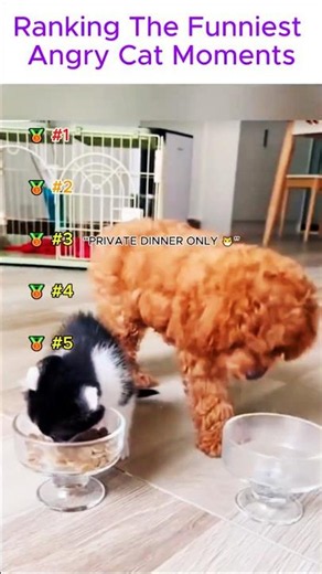 Ranking The Funniest Angry Cat Moments 😾😂 (These Cats Are MAD!) #viralshorts #cats #shorts