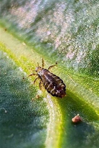 Head lice extreme close up #nature #insects #headlice #closeup