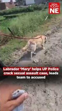 Labrador ‘Mary’ helps UP Police crack sexual assault case, leads team to accused