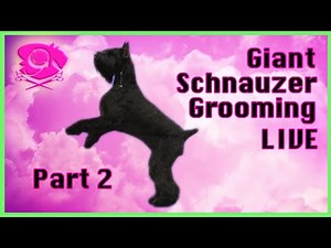 How to Groom a Schnauzer - Full Head Trim Tutorial w/ Clipper Work and Scissoring