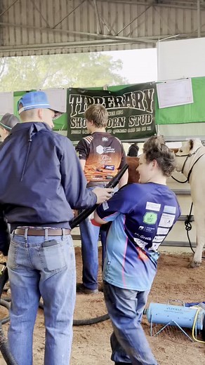 HEIFER SHOW DAY VIBES! We are over the moon after an epic stud judging at Wingham Beef Week! Every single one of our girls took home a placing – we couldn’t be prouder of our young team! K4 Leap of Joy (8–12mth winner) and Hartfield Valley (12–16mth winner) BOTH made it through to the Champion Stud Heifer final… and JOY took the crown! Champion Stud Heifer of Wingham Beef Week 2025 …not bad for her first ever show! The future is bright and full of heifer power! #k4simmentals #winghambeefweek #he