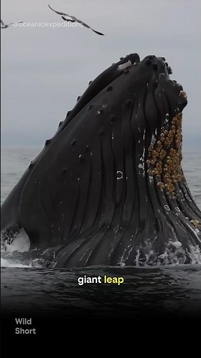 Why Whales Jump Out of the Water... Nobody Knows #Whales #OceanMysteries