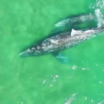 La increíble migración de la ballena gris