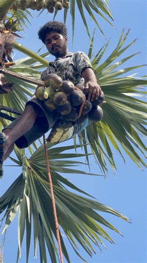 plam tree work Skills