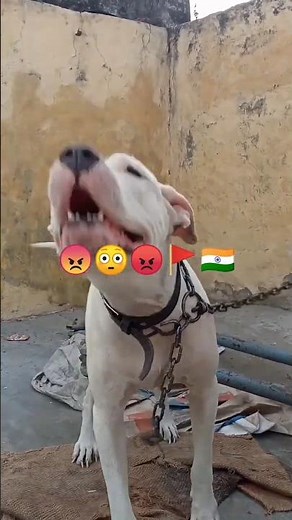 biggest dogo argentino fighting dog | aggressive mode and ready to fight #dogsworld #gymdog