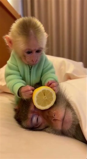 🤣🤣 Just Kidding Mama Monkey 😂😂 Watch this silly prank #funny #monkey #prank