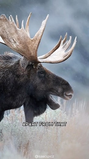 Moose 🦌 One Of The Tallest Animals In The World #moose #mooses #mooselove #mooselovers #mooselife #mooseofinstagram #moosesofinstagram #moosehunting #moosemafia #moosehead | 1 Minute Animals