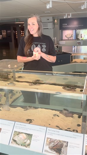 251 reactions · 30 shares | Today, learn about the Lewis Moon Snail (형혦혷혦혳혪혵혢 혭혦호혪혴혪혪) with Carly, our Senior Aquarist. #sanibel #shells #shellmuseum #malacology #lewismoonsnail #neveritalewisii | Bailey-Matthews National Shell Museum & Aquarium | Facebook