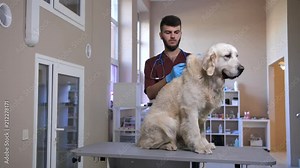 Young male vet holding syringe with needle and making vaccine injection to dog's scruff of neck. Beautiful golden retriever sitting on exam table getting annual vaccination at pet care clinic Stock Video