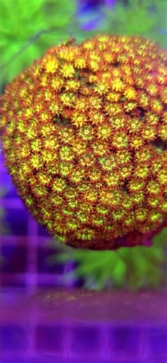 ✨🌞 Goniopora Aussie Glitter Sunburst WYSIWYG #A0098 | Kingdom of Corals