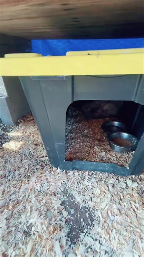Understanding Broody Hens in Silkie Chickens