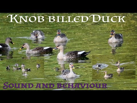 Knob-billed Duck (Comb Duck)Sarkidiornis melanotos Sound and behaviour view 