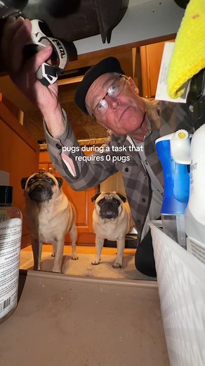 Understanding Velcro Dogs: Why Pugs Are Unique