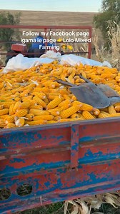 58K views · 2.7K reactions | Kanti nowavuma nini amandla am ‍Lolo mixed farming‍@top fans | Lolo mixed farming | Facebook