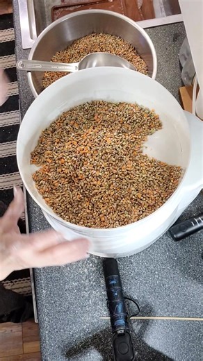 Stupid simple! Making sprouted grain gluten free flour. The entire process has been so easy! From sprouting to dehydrating to grinding into flour. I'm so excited to bake with it! Be looking g for that one coming soon! #naturallivinghomesteader #fromscratch #freshbakedbread #healthylifestyle #womenover50 #lowtoxliving | Celene Harrelson