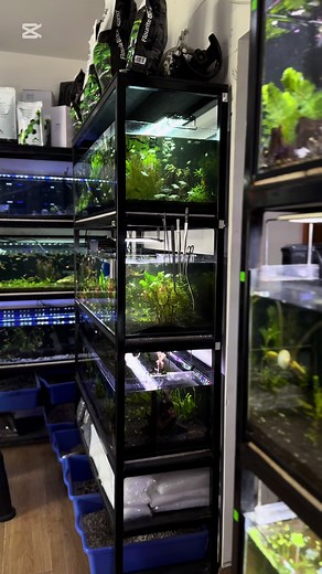 Los Peces Más Divertidos en Bluefish Cuenca