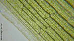 Chloroplast under microscope. Cell division. Cell Structure With Live Bacteria. Leaf Photosynthesis. Plant Cells Under Microscope. Virus Infection. Green Algae Cells Under Microscope. GMO. DNA.