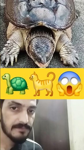 Turtle 🐢 Reflex vs cat 🐈 Reflex! #shortfeed #shortviral #shortvideo