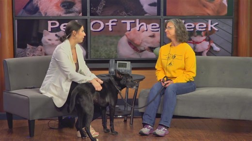 Everyone, say hi to Taffy! She is our Pet of the Week! She is 6-years-old and a possible lab mix. She is very calm and gentle and would love a quite and calm home. There is also an awesome adoption event going on tomorrow!! https://www.wtap.com/2024/04/19/meet-taffy-wtaps-pet-week/ | WTAP Television