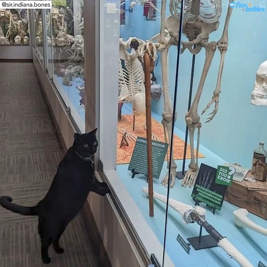 Meet Sir Indiana Bones the museum cat! 🐱 https://gma.abc/3s5yoNB | Good Morning America