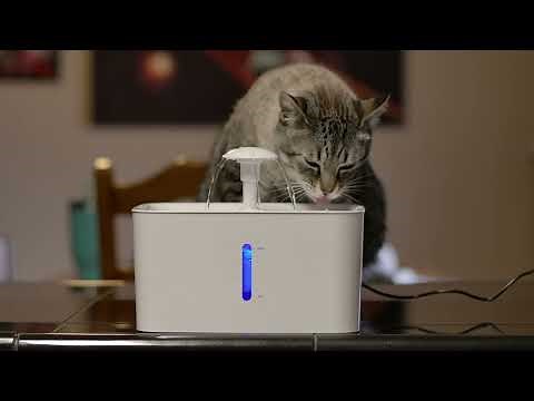 Cat in blender original video | Cat in blender Guy