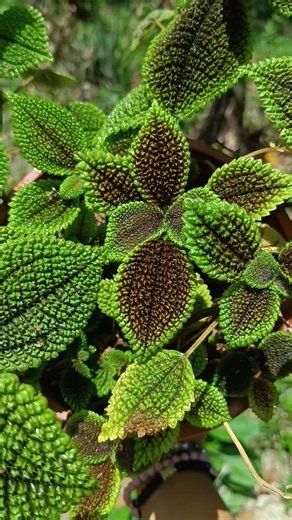 🌿 Pilea involucrata 🌿 #plantsoftiktok #pilea #pileainvolucrata #centraljunglemarket #aroidaddicts