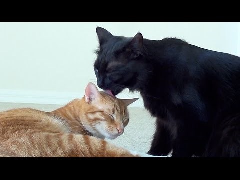 Moving with Cats! Vlog #2
