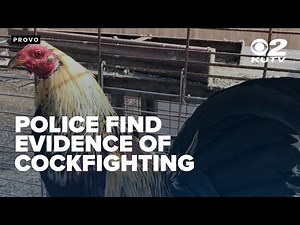 17 people arrested after Provo police find evidence of organized cockfighting event