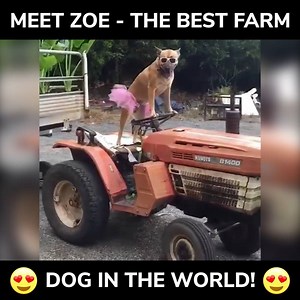 12K views · 61 reactions | A handy addition to any farm - a tractor driving doggo!  Brian Reichelt | Farmers Guardian | Facebook